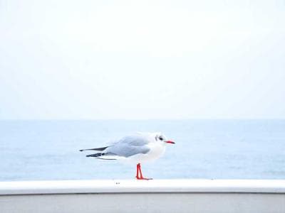 Perth - Kings Park and CBD