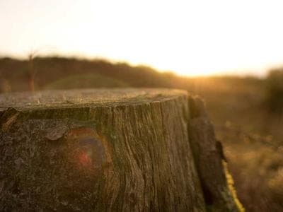 Reims - Cathedral and champagne