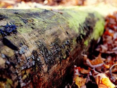 Astana - Bayterek and center